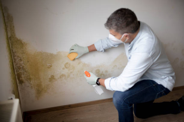 Best Mold Damage Restoration  in Georgetown, OH